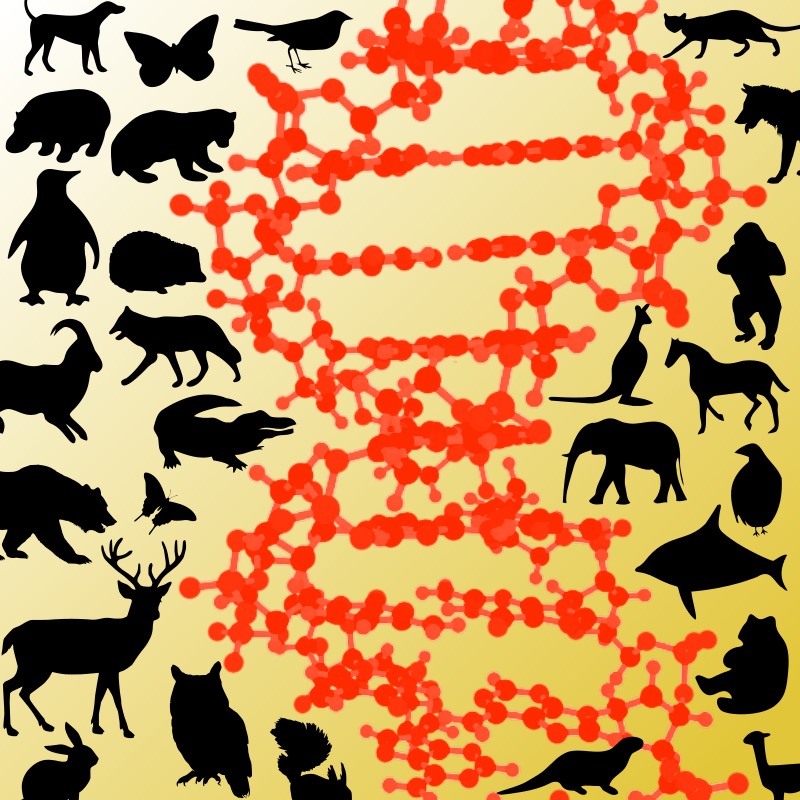 Animals and DNA helix